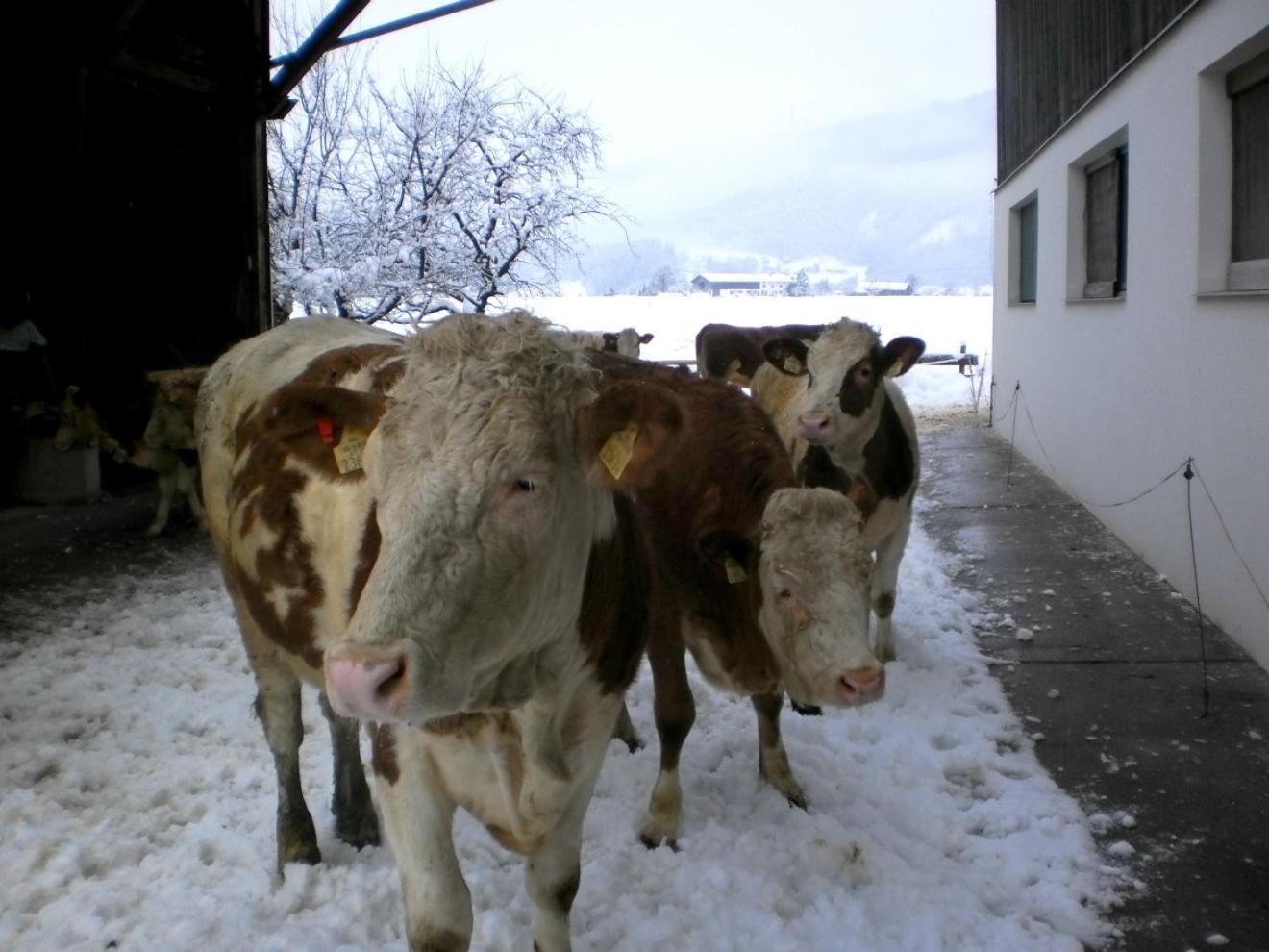 Waldschoenau Kirchbichl Exterior foto